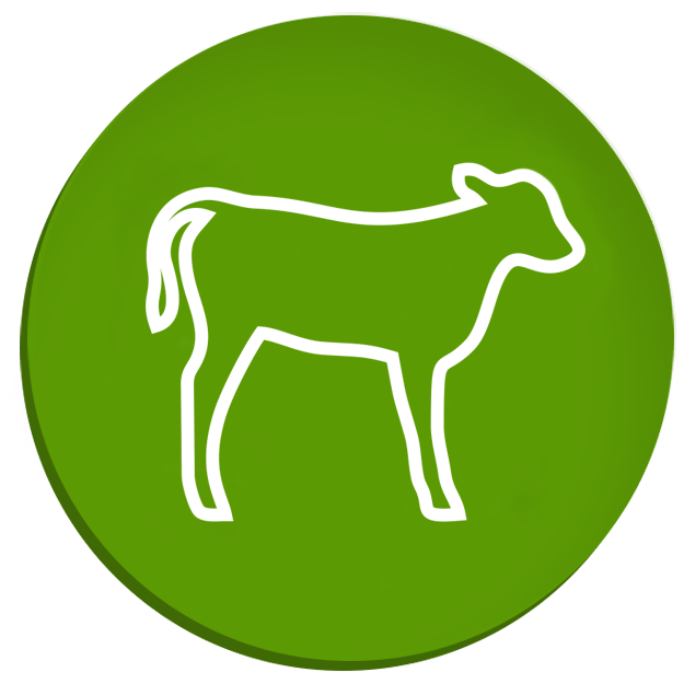 استارتر گوساله شیرخوار